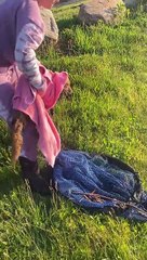 Fox Rescued From Pond