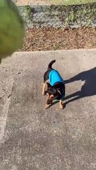 Así estaba Coco en su segundo día de cuarentena