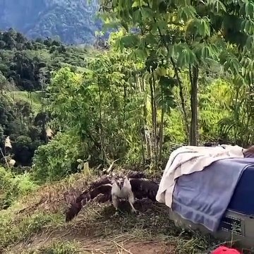 Moment émouvant : libération d'un rapace sauvage en pleine nature