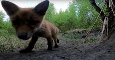 Après avoir repéré une GoPro dans la forêt, ces adorables bébés renards se sont filmés en train de jouer