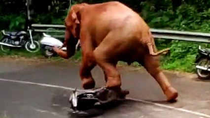 Best Fails Of The Year 2021   FailArmy