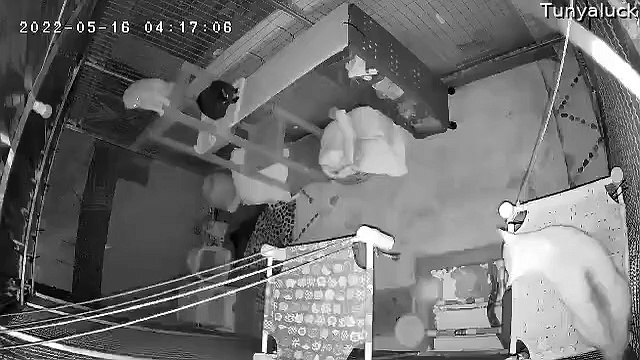 Cats Attack Snake Slithering in Their Enclosure