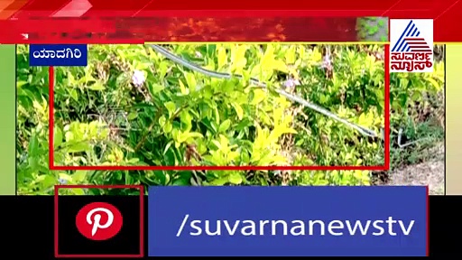 ಕಲಬುರಗಿ: ಕೋವಿಡ್‌ ಆಸ್ಪತ್ರೆಯಲ್ಲಿ ಹಂದಿಗಳು ಸಾರ್‌ ಹಂದಿಗಳು..!