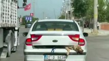 Köpeği arabanın bagajında taşıdı! İçler acısı görüntüler...