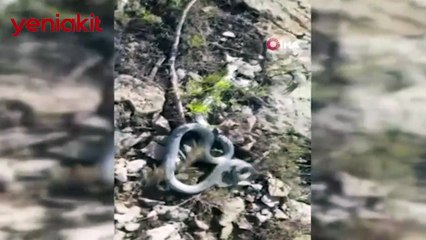 Siirtli çiftçilerin yılan paniği!