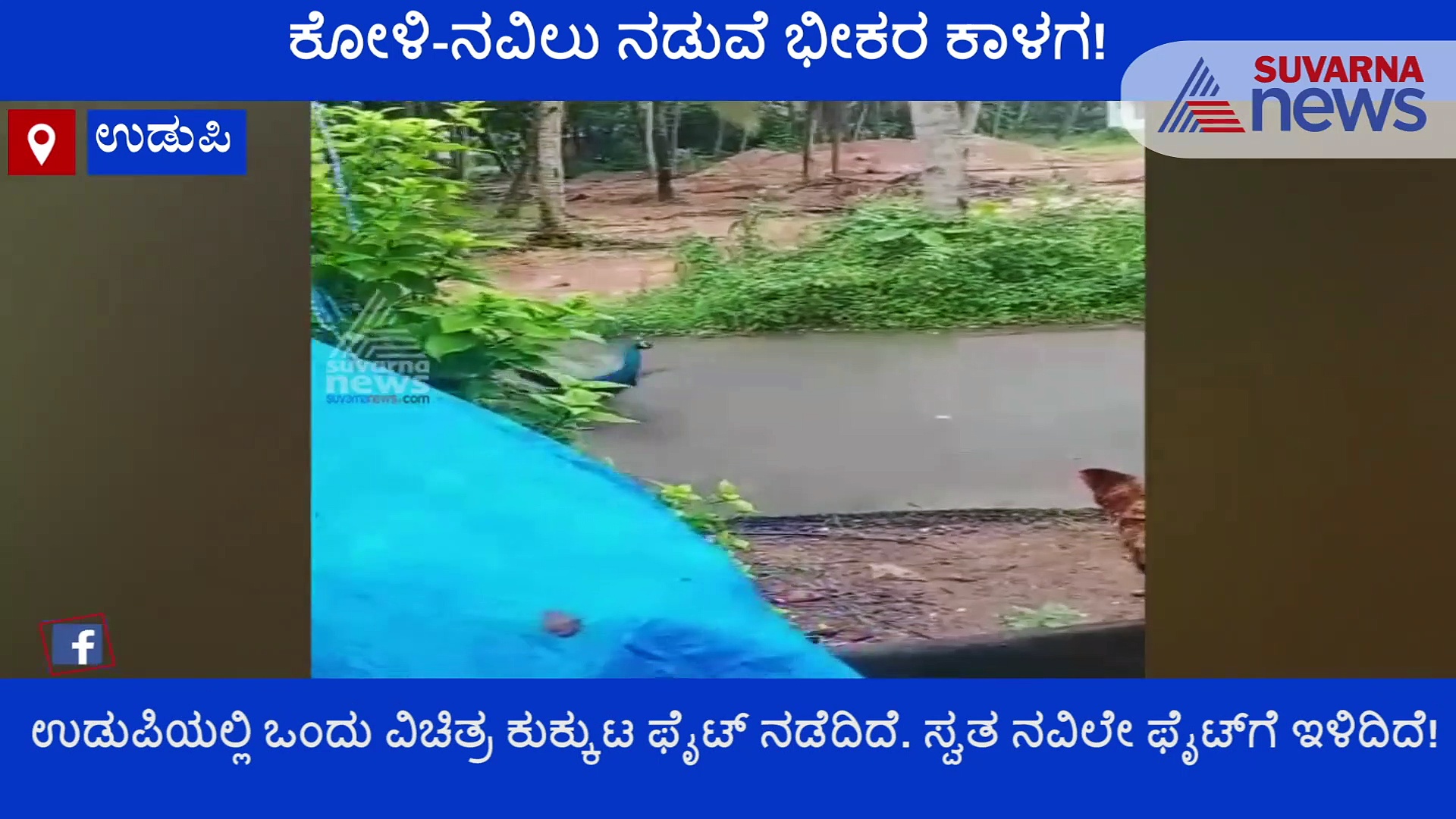 ಅಪರೂಪದ ವಿಡಿಯೋ: ನವಿಲನ್ನು ಎದುರು ಹಾಕಿಕೊಂಡ ಹುಂಜ! ಮುಂದೆ ನಡೆದದ್ದು ಬಿಗ್‌ ಫೈಟ್