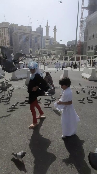 Playing with Pigeons | Pigeons of Baitullah | Group of Pigeons