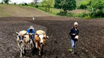 Productores inician siembra de granos básicos en Nueva Segovia