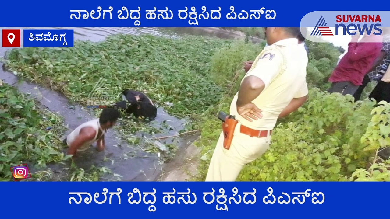 ಶಿವಮೊಗ್ಗ; ನಾಲೆಗೆ ಬಿದ್ದು ಪ್ರಾಣಾಪಾಯಕ್ಕೆ ಸಿಲುಕಿದ್ದ ಹಸು ರಕ್ಷಿಸಿದ್ರು!