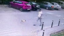 Yolda yürüyen bir kişi, köpeğe sebepsiz yere tekme attı