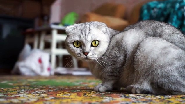 Cute and Funny Cat Videos to Keep You Smiling!