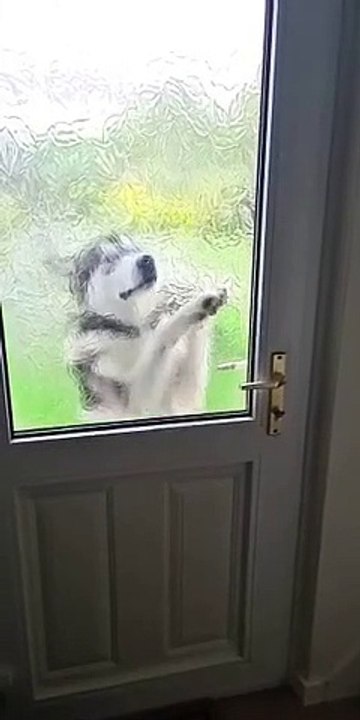 Clever Alaskan Malamute hacks his way into the house