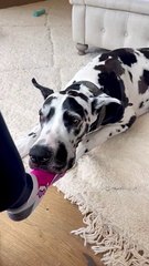 Dog Rests Head on Owner's Foot