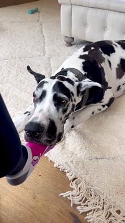 Dog Rests Head on Owner's Foot