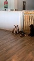 Doggy Doesn’t Like Staying at Daycare