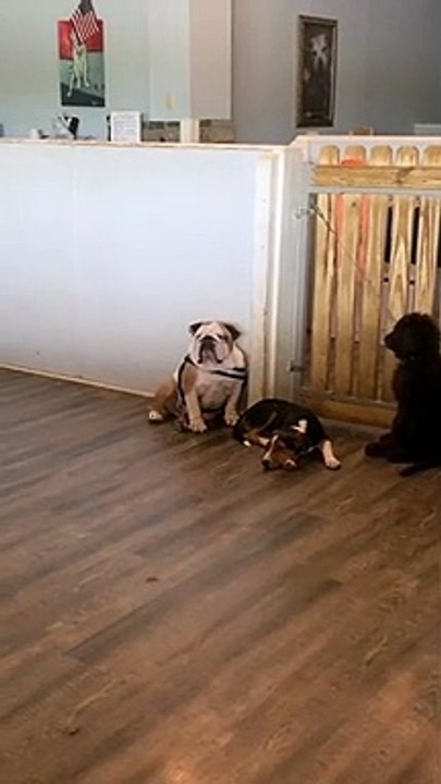 Doggy Doesn’t Like Staying at Daycare