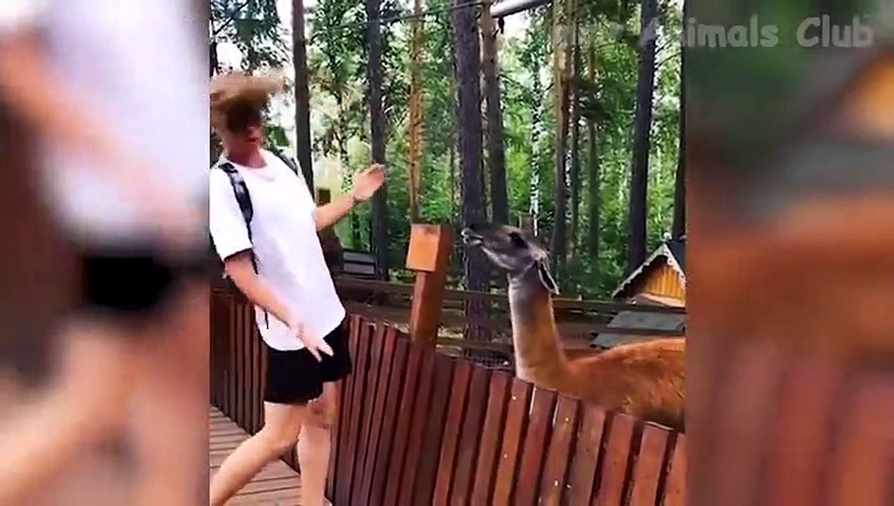 Animal funny videos 2022  - best dogs and cats videos  #6