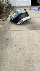 Playpen can't contain Aussie pup's high-energy zoomies (2)