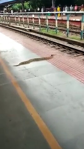 ട്രെയിനിനടിയിൽപ്പെട്ട് പെരുമ്പാമ്പ്; വിദഗ്ധ ചികിത്സക്കൊടുവിൽ ജീവിതത്തിലേക്ക്