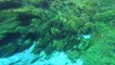 ‘Biggest Plant on Earth’ Discovered off Australia’s Western Coast
