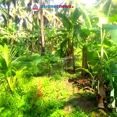 രാത്രിയെ പകലാക്കി അധ്വാനിച്ച് ബിനു എട്ടേക്കറില്‍ തോട്ടമൊരുക്കി; ചാലിയാര്‍ ഒറ്റ രാത്രിയില്‍ എല്ലാം കവര്‍ന്നു