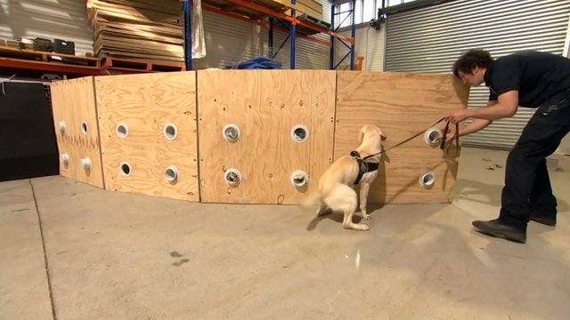 Federal police train sniffer dogs to detect technology, USBs