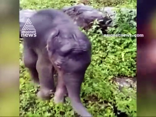 കുഴിയിൽ നിന്ന് രക്ഷപ്പെടുത്തിയ കുട്ടിയാനയെ ചെന്തുരുണി വന്യജീവി സങ്കേതത്തിലേക്ക് മാറ്റി