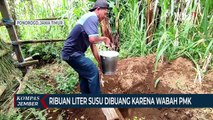 Petani di Ponorogo Buang Ribuan Liter Susu Segar Karena Wabah PMK