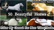 50 Beautyful Horses in the World  | Beautyful Nature by sohnisdiarynature