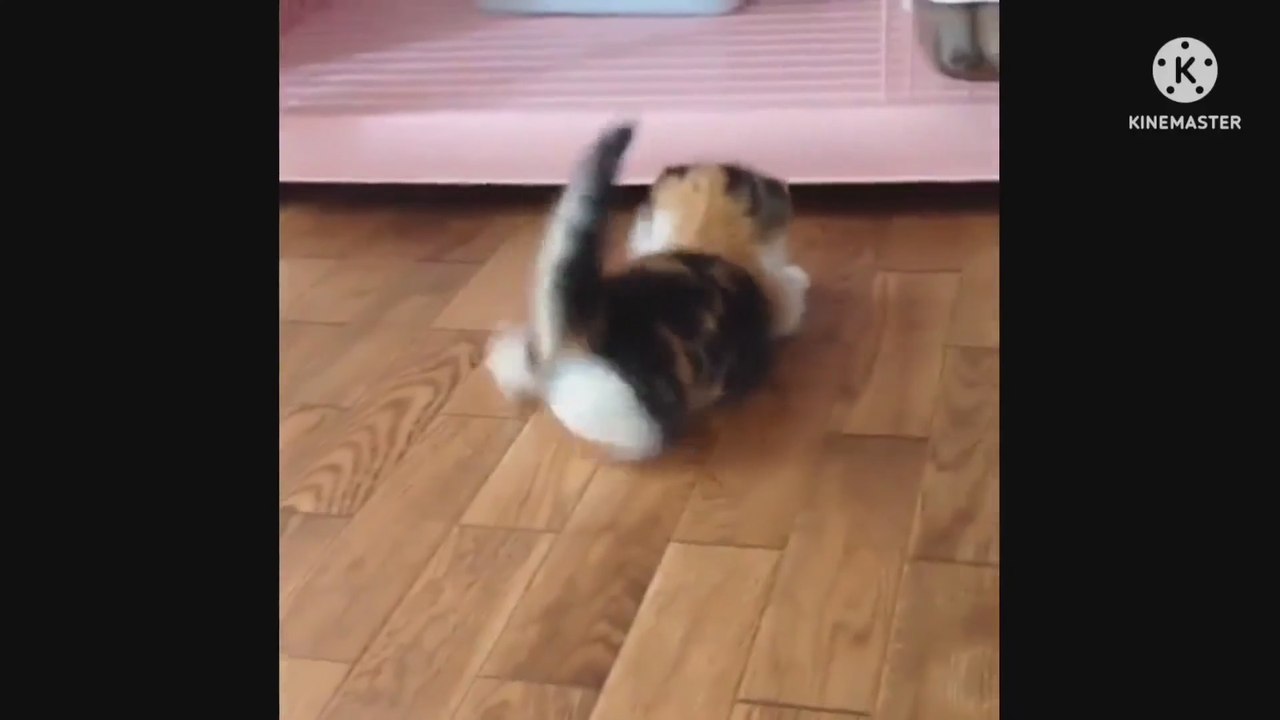 _cutecat_, kitten playing with ball, so cute. Follow me for more interesting video,