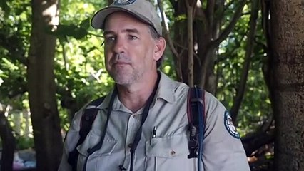 The common seagull is threatening native species in Queensland