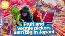 Fruit and veggie pickers earn big in Japan! | Make Your Day