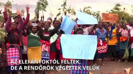 Kenyaiak tüntettek az elefántinvázió ellen, a rendőrök közéjük lőttek
