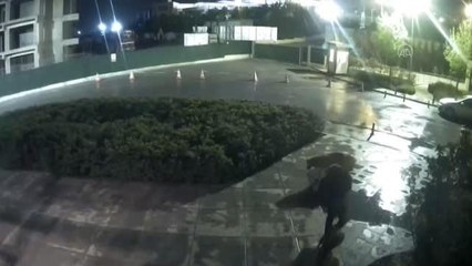 Daha önce 4 kişiyi yaralayan pitbullun, yeni saldırı görüntüleri ortaya çıktı