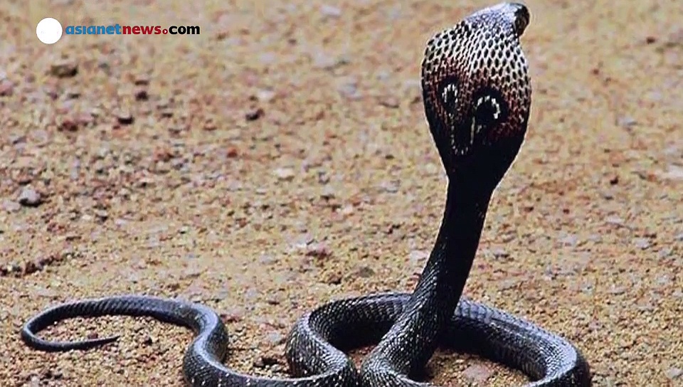 കേരളത്തില്‍ കാണുന്ന വിഷമുള്ളതും ശ്രദ്ധിക്കേണ്ടതുമായ പാമ്പുകള്‍ ഇവയാണ്