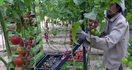 'In Search of Israeli Cuisine'- Tráiler oficial