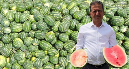 İyi karpuz nasıl olmalı? Bu özelliklere dikkat…