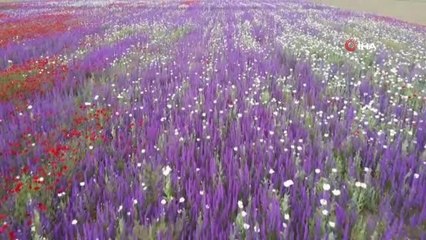 Haşhaş tarlasında açan gelincik ve hazaren çiçekleri göz kamaştırıyor