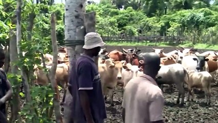 Fête de la Tabaski : La Côte d'Ivoire ne risque pas de pénurie de bétail sur le marché