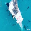 Une baleine à bosse encerclée et dévorée par 60 requins !