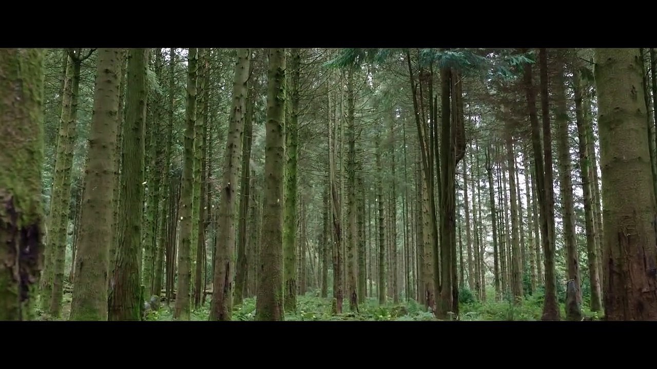 Willow Trailer