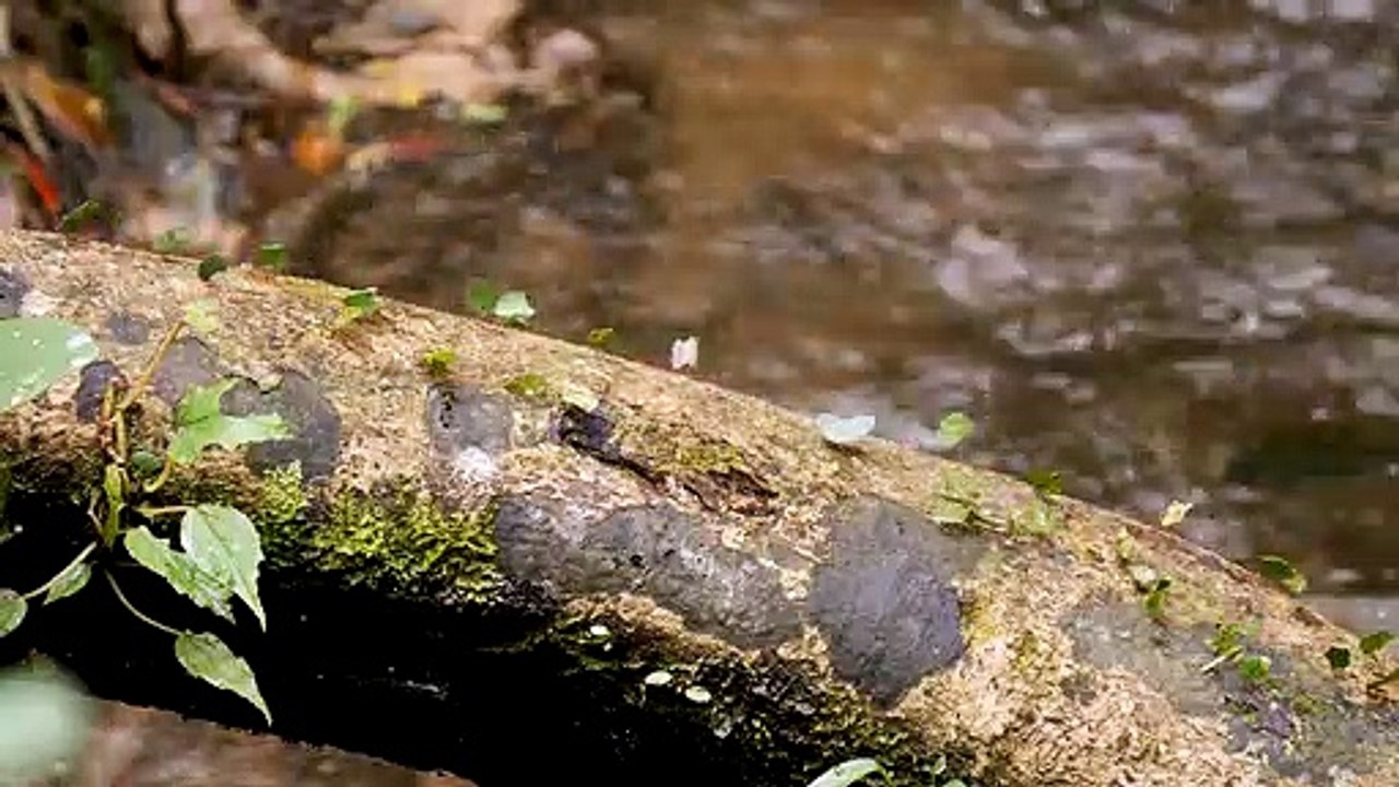 Pacifique, à la rencontre du Costa Rica Bande-annonce VO