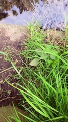 Ducklings released into the River Tyne