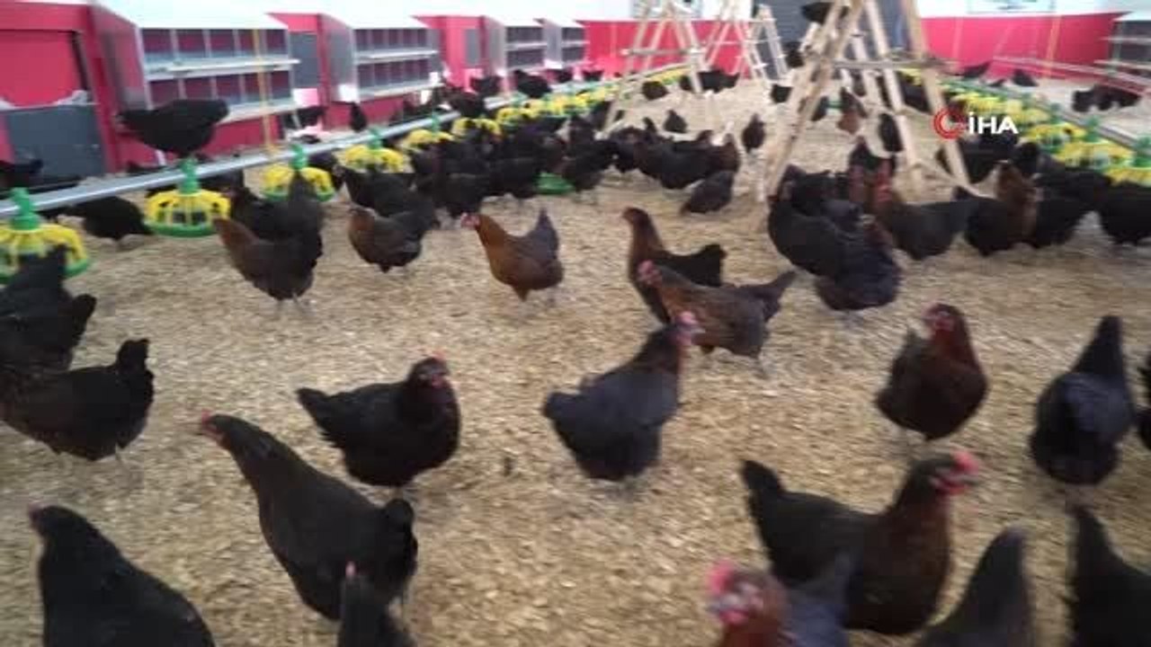 Çiftlik gibi okul: Öğretmen ve öğrenciler bu okulda hem uygulamalı ders işliyor hem de para kazanıyor