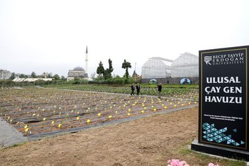 Türk çayının geleceğini koruyacak "Ulusal Çay Gen Havuzu" açıldı