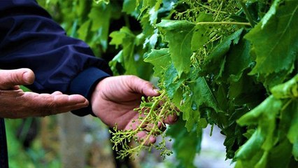 Artan girdi maliyetlerinden sonra üreticiyi şimdide dolu vurdu