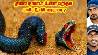 Can A Snake Survive without Head_ _ Minutes Mystery