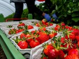 Steigender Mindestlohn: Droht das Aus für Erdbeeren, Spargel und Wein?