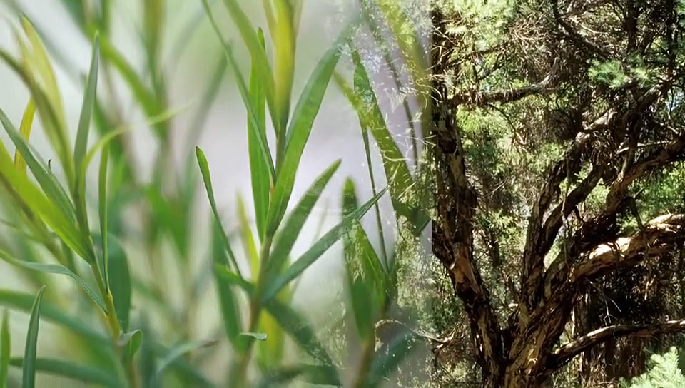 ടീ ട്രി ഓയിലിന്‍റെ അഞ്ച് ഗുണങ്ങള്‍