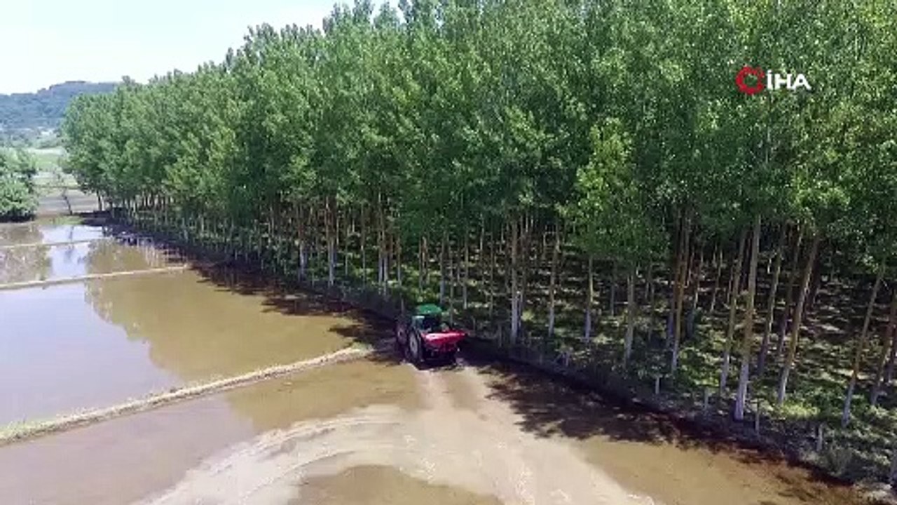 Sinop çeltiğinde tohumlar suyla buluşmak için hazırlanıyor